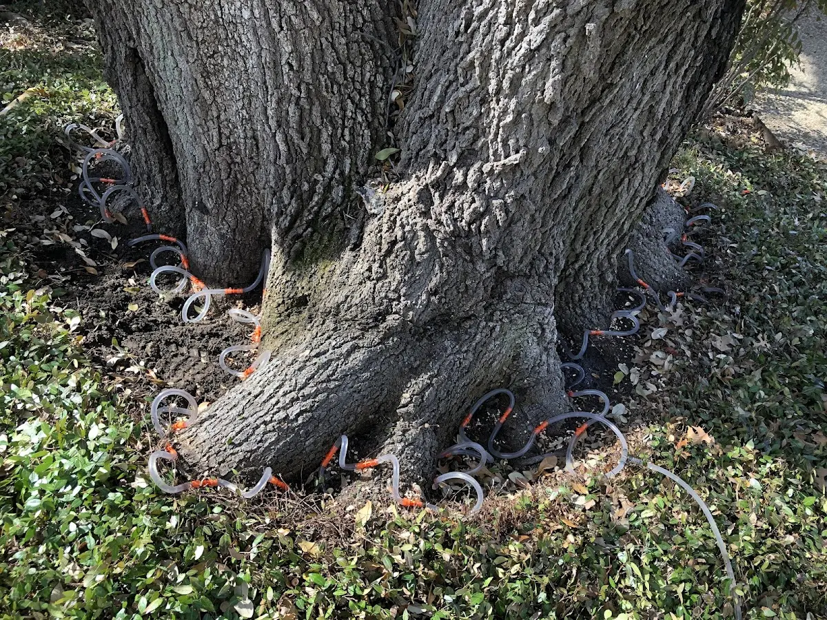 Detailed Shrub and Hedge Trimming job site in West Milton
