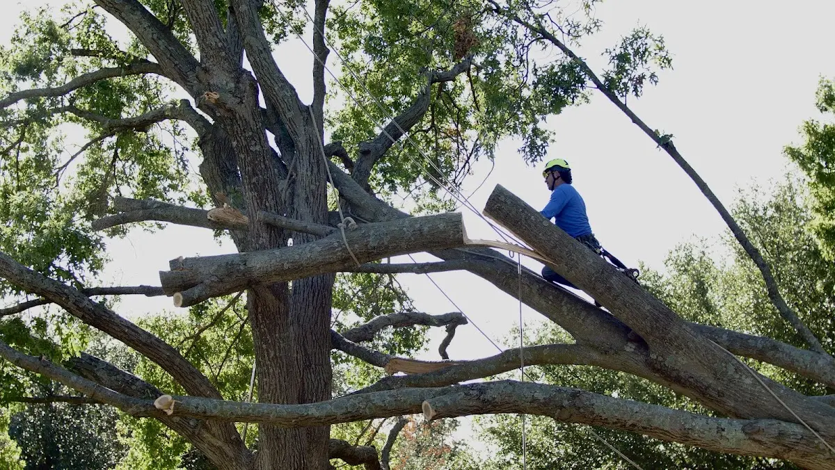 Professional Crown Thinning performed by certified arborists in West Milton