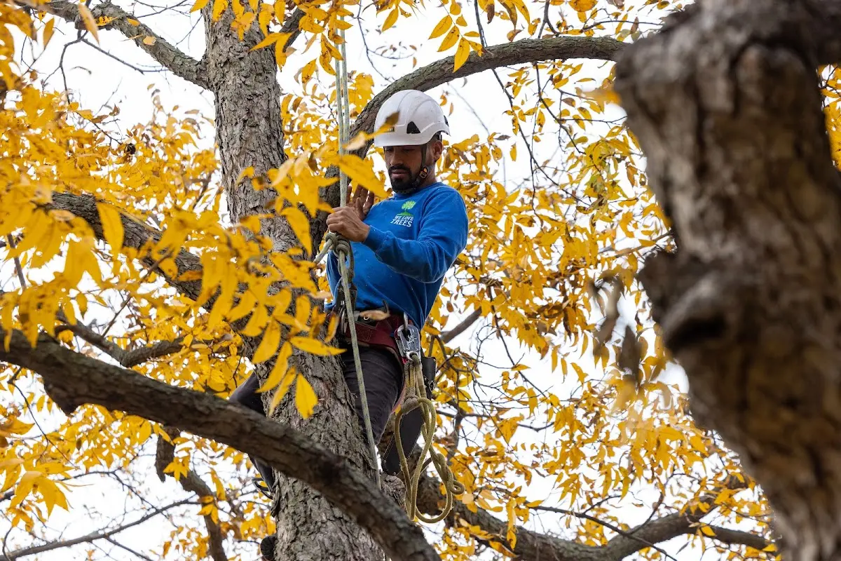 Skilled Tree Transplanting crew working in West Milton